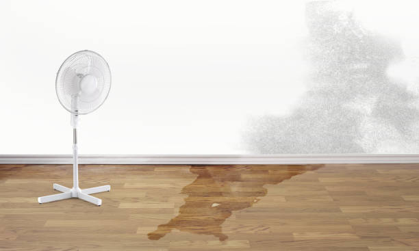 Best Professional water damage repair  in Century, FL